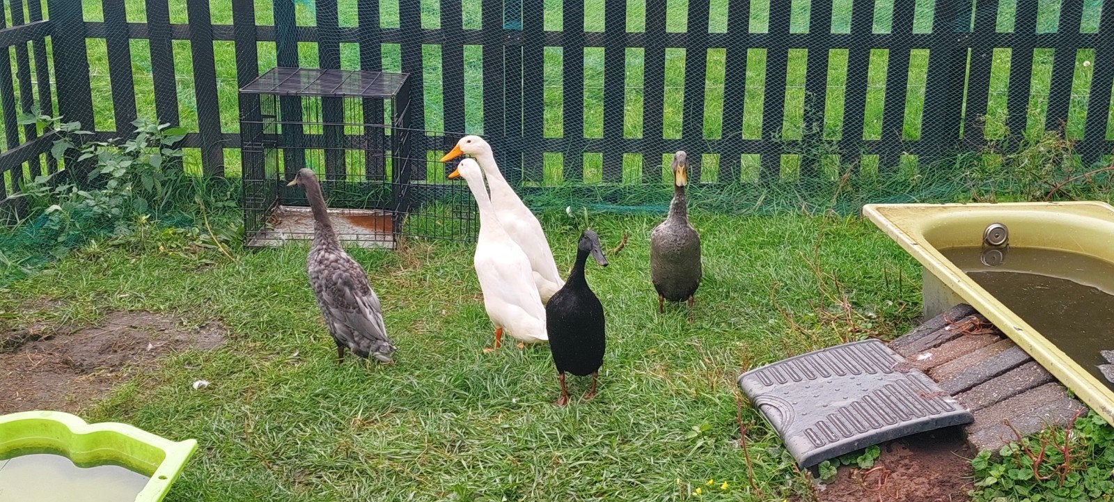 5 lieve loopeenden (woerden)  zoeken nieuw thuis, Dieren en Toebehoren