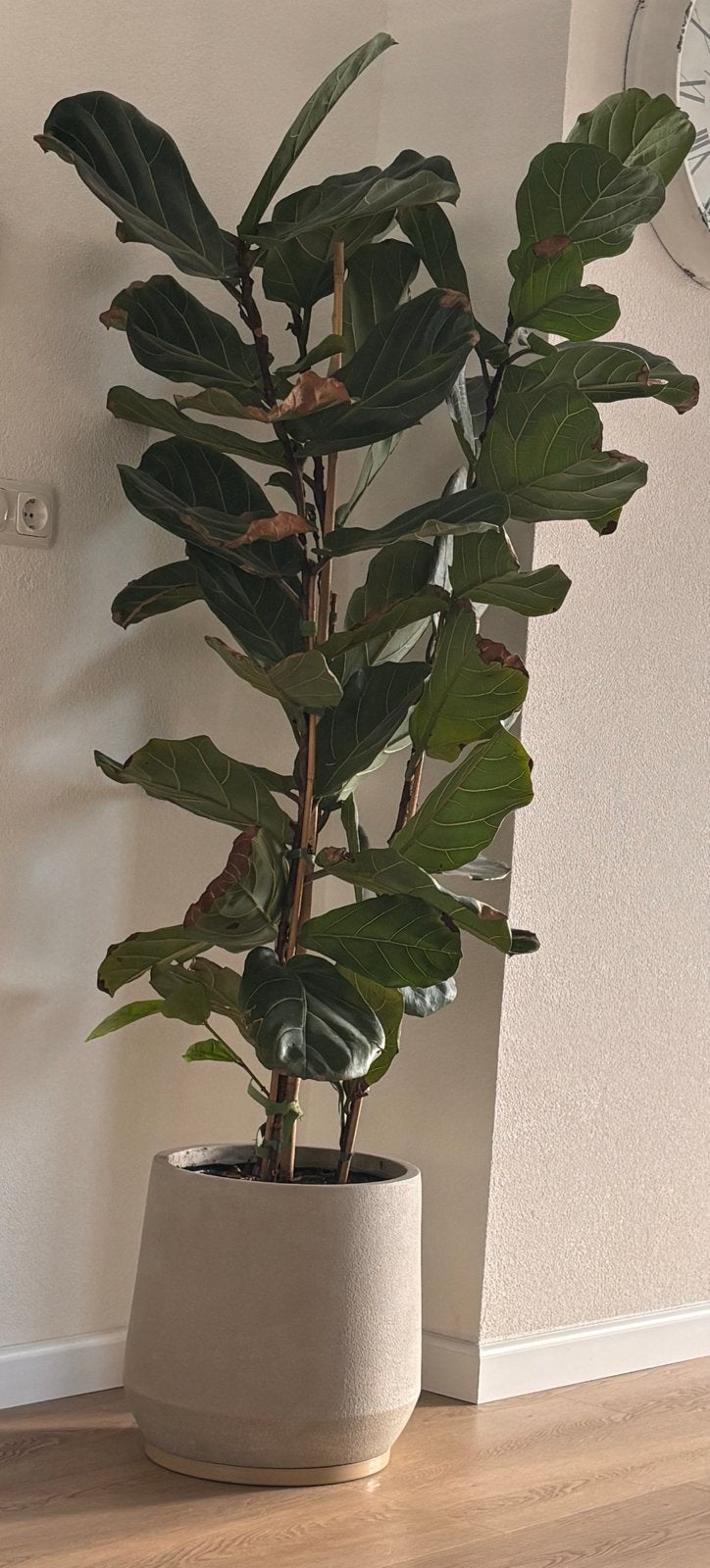 Grote Ficus Lyrata, Ophalen, Ficus, Halfschaduw, In pot