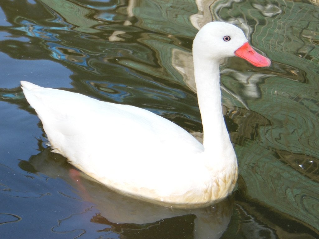 Coscorobazwaan | Mooie zwanen | Deskundig advies, Dieren en Toebehoren, Pluimvee, Meerdere dieren, Gans of Zwaan
