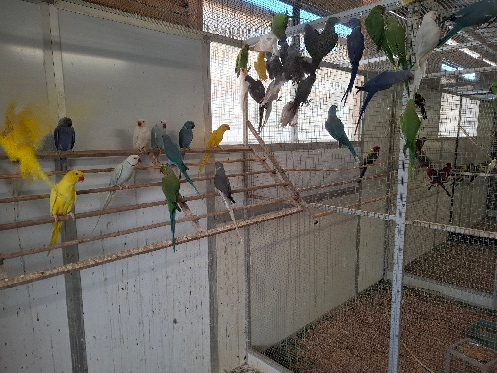Grote keuze uit halsbandparkieten (alleen nog groene), Dieren en Toebehoren, Vogels | Parkieten en Papegaaien, Meerdere dieren