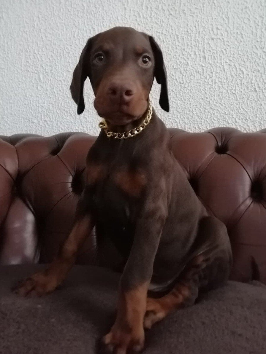 Dobermann pups wonen in Spanje, Dieren en Toebehoren, Particulier, 15 weken tot 1 jaar, Overige rassen, Buitenland