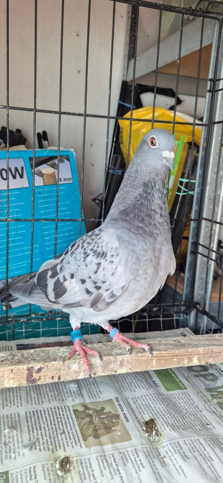 Postduif 2026, Dieren en Toebehoren, Vogels | Duiven, Geslacht onbekend, Postduif