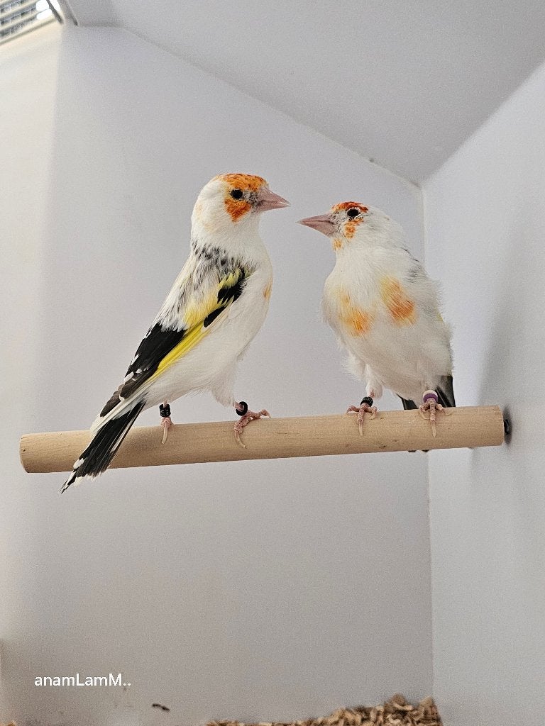Majoorputters | Witkeel bont agaat | 2025, Meerdere dieren, Wildzangvogel, Geringd