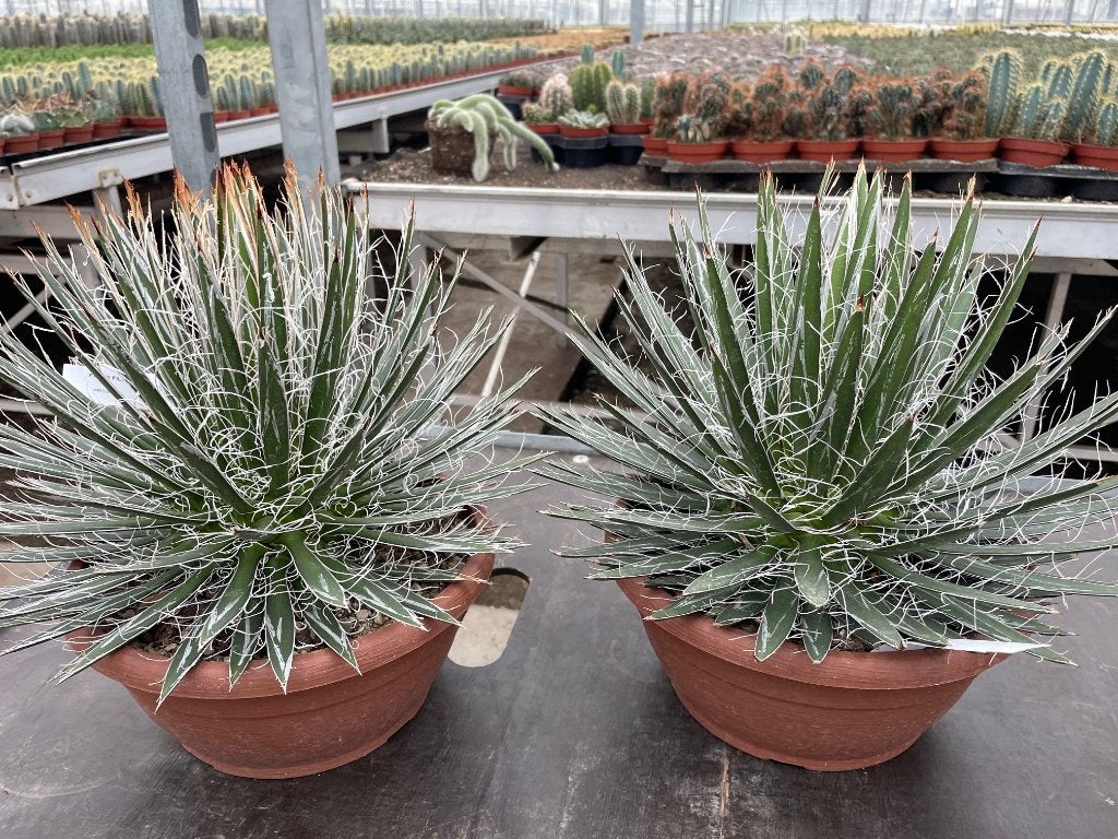 Agave Filifera in de van origem uit Mexico potmaat 23 cm., Ophalen of Verzenden, Minder dan 100 cm, Bloeiende kamerplant, Volle zon