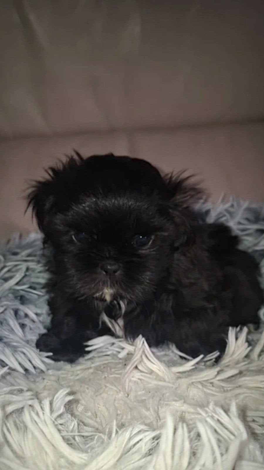 shih tzu 1 over  (mag over 3 dagen weg ), Dieren en Toebehoren, Parvo, 8 tot 15 weken, Meerdere, Nederland
