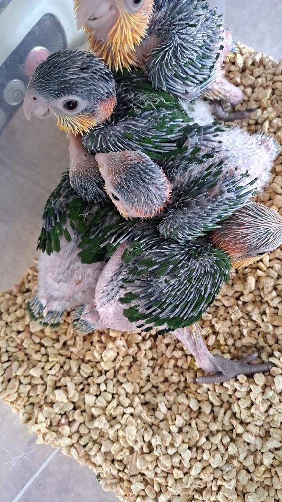 Roestkoppen Zwartkoppen caique, Dieren en Toebehoren, Mannelijk, Papegaai