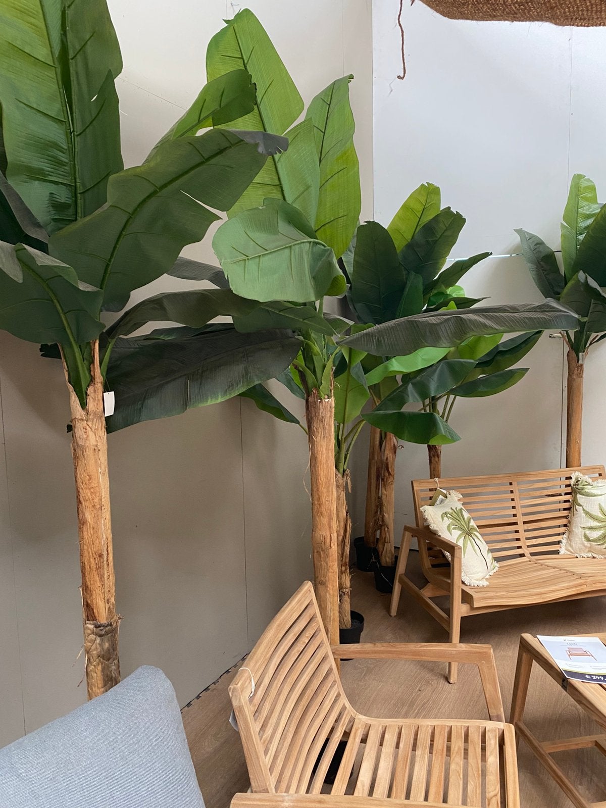 Bananen bomen te huur. tropische kunst planten, Ophalen, Geboorte of Huwelijk