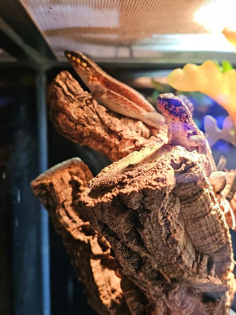 Leiocephalus personatus - maskerleguaan, Dieren en Toebehoren, Hagedis, 0 tot 2 jaar