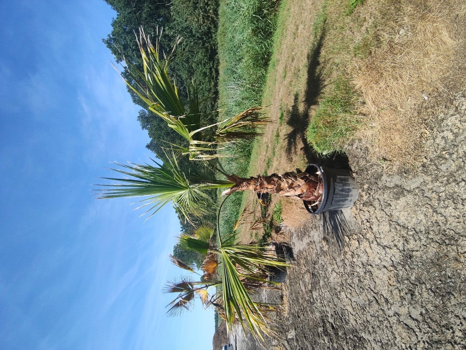 Washingtonia Robusta - Mexicaanse waaierpalm +/- 300cm, Tuin en Terras, Overige soorten, 100 tot 250 cm, Zomer, Ophalen