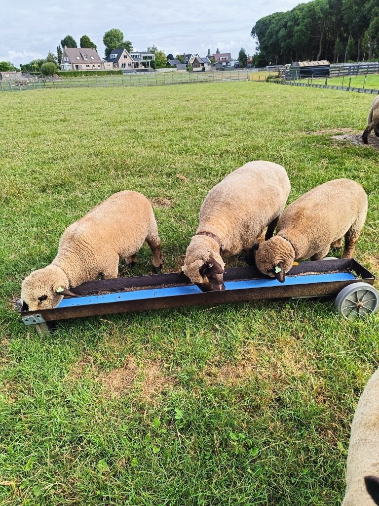 Hampshire down ooien, Dieren en Toebehoren, Schapen, Geiten en Varkens, Vrouwelijk, Schaap, 3 tot 5 jaar