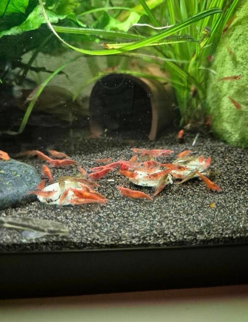 Rode vuurgarnalen MIX, Kreeft, Krab of Garnaal