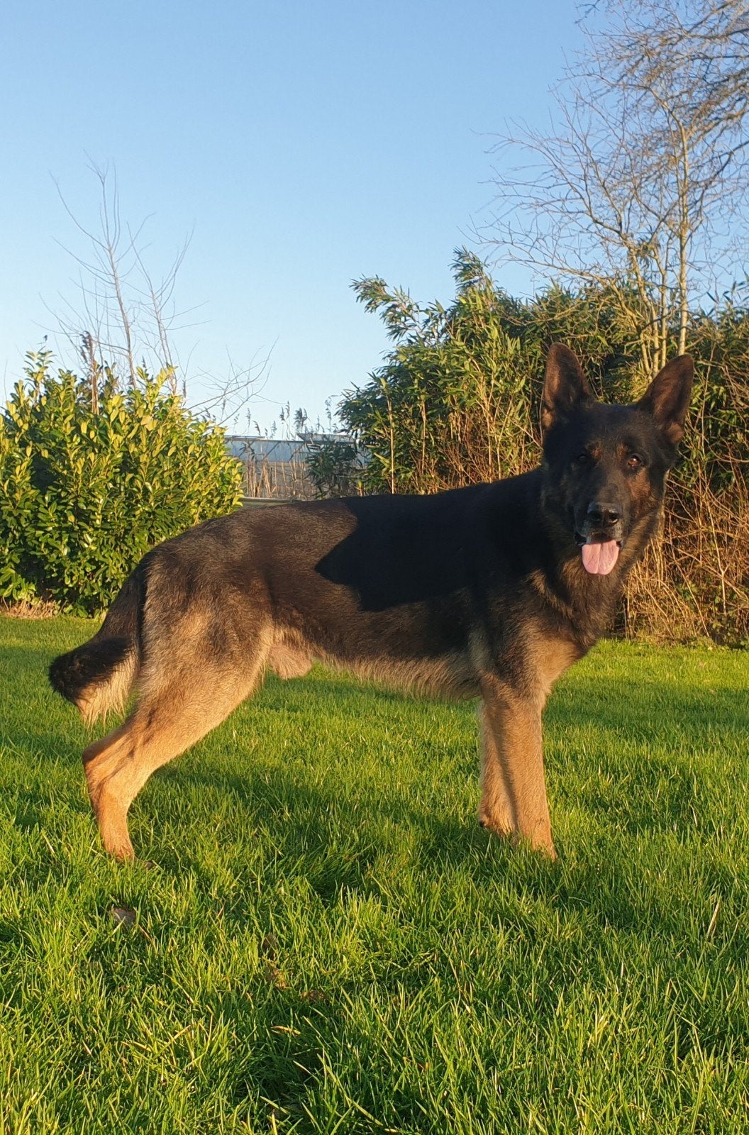 Prachtige Duitse herder dekreu, Reu, Meerdere, 3 tot 5 jaar, Herder
