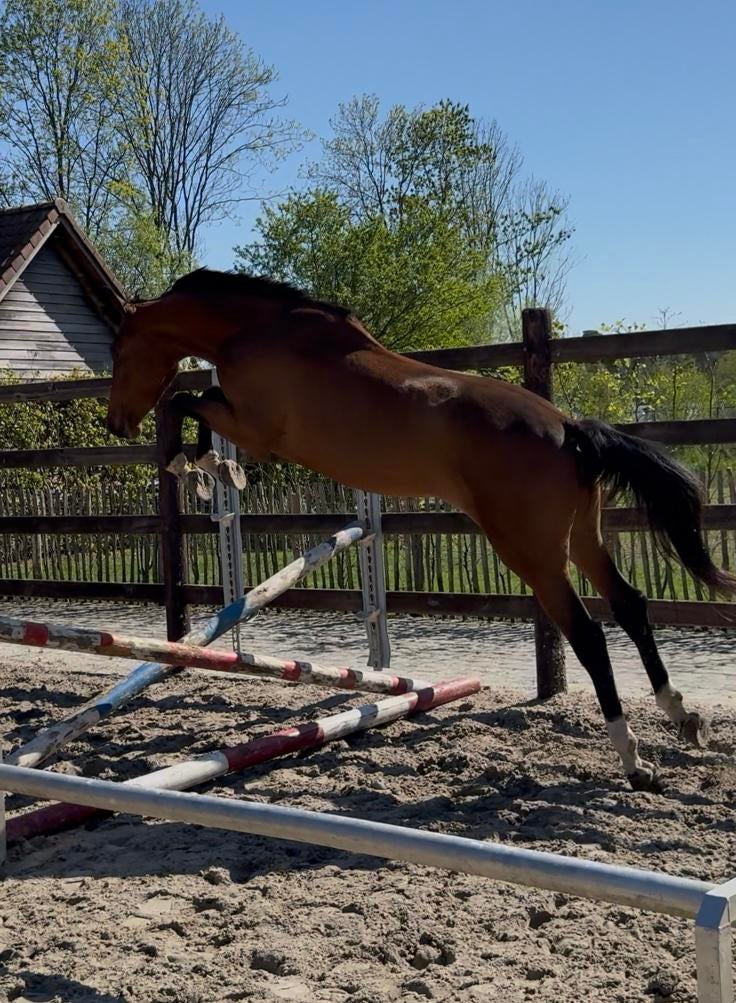 3-jarige BWP springhengst – top moederlijn, Springpaard, Met stamboom, Hengst, 3 tot 6 jaar