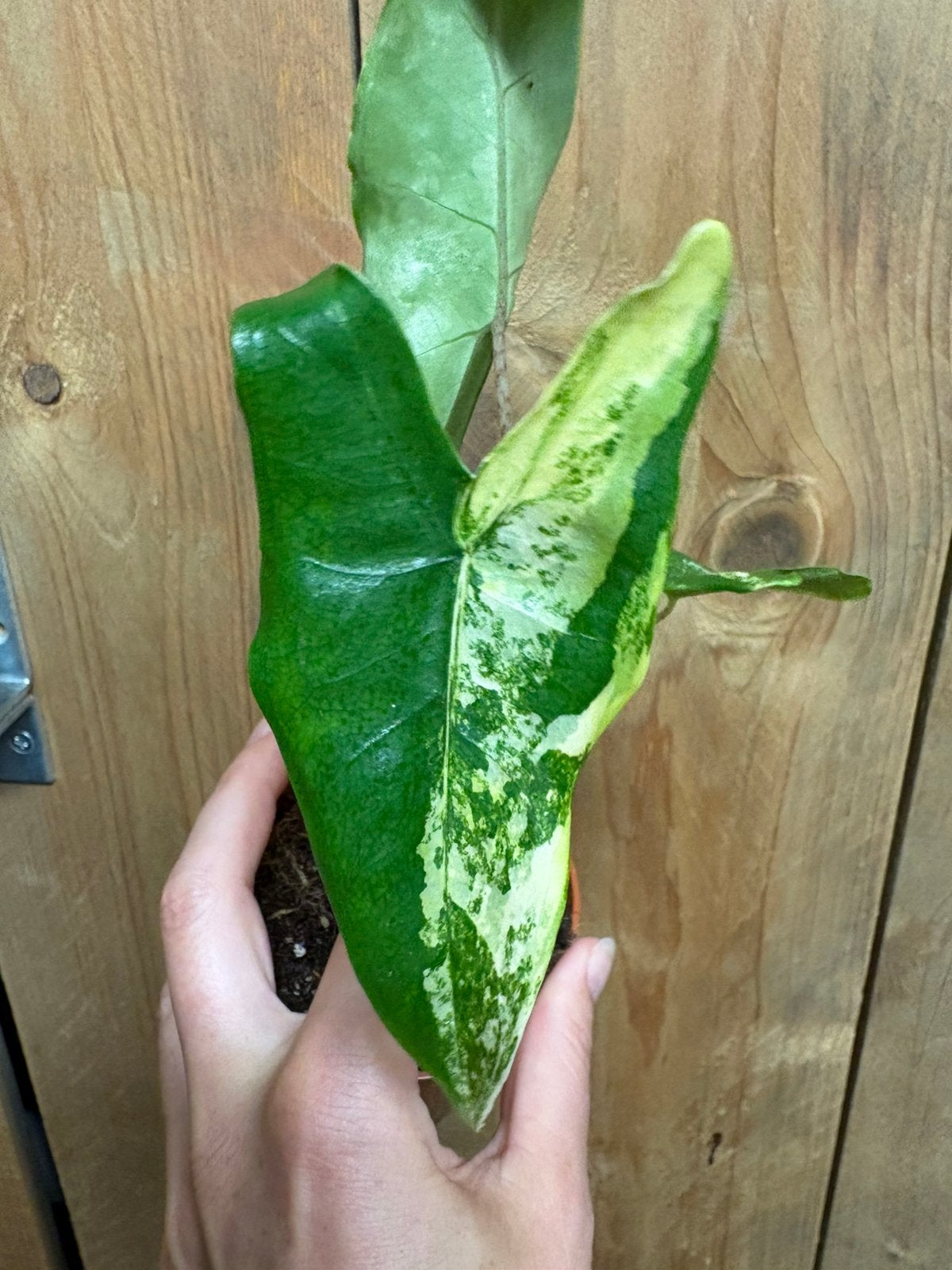 Alocasia tigriba superba variegata plant albo white wit lime, Ophalen of Verzenden, Halfschaduw, Minder dan 100 cm