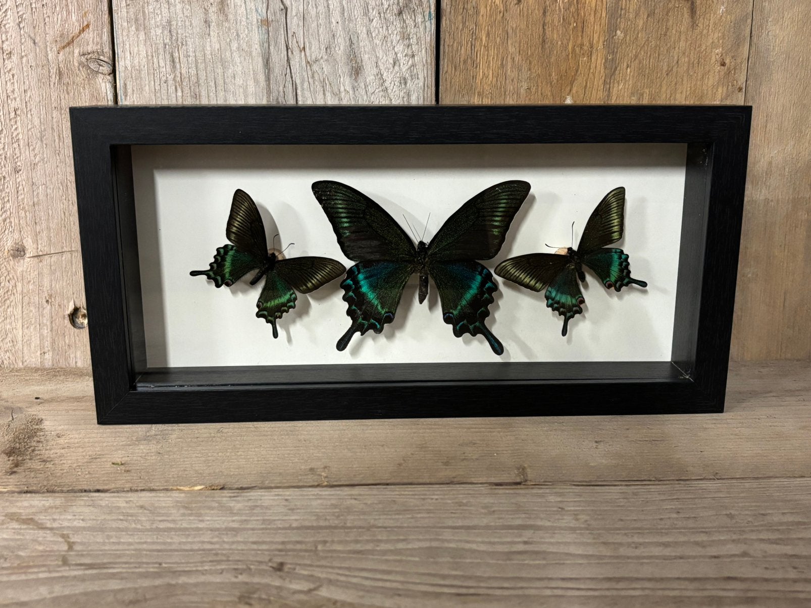 Mooie langwerpige lijst met 3 papilio Maackii vlinders!, Ophalen of Verzenden, Nieuw, Insect, Opgezet dier