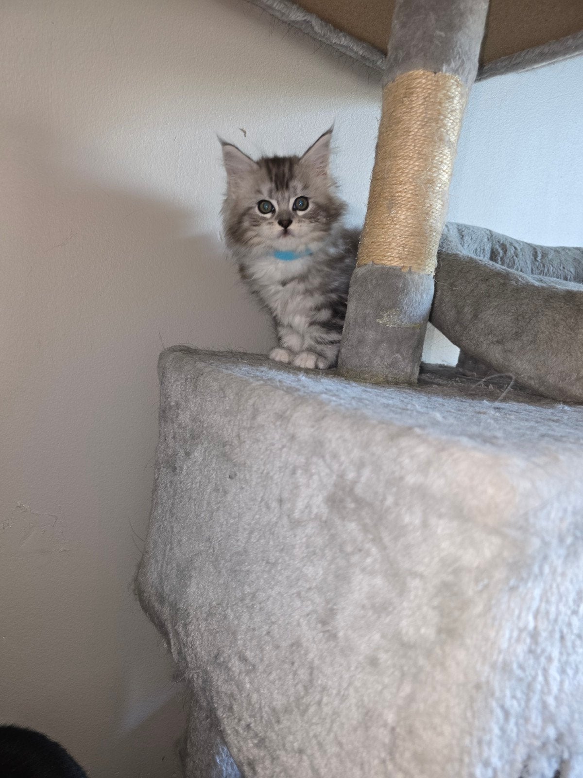 prachtige main coon kittens, Dieren en Toebehoren, Meerdere dieren, Gechipt, 0 tot 2 jaar