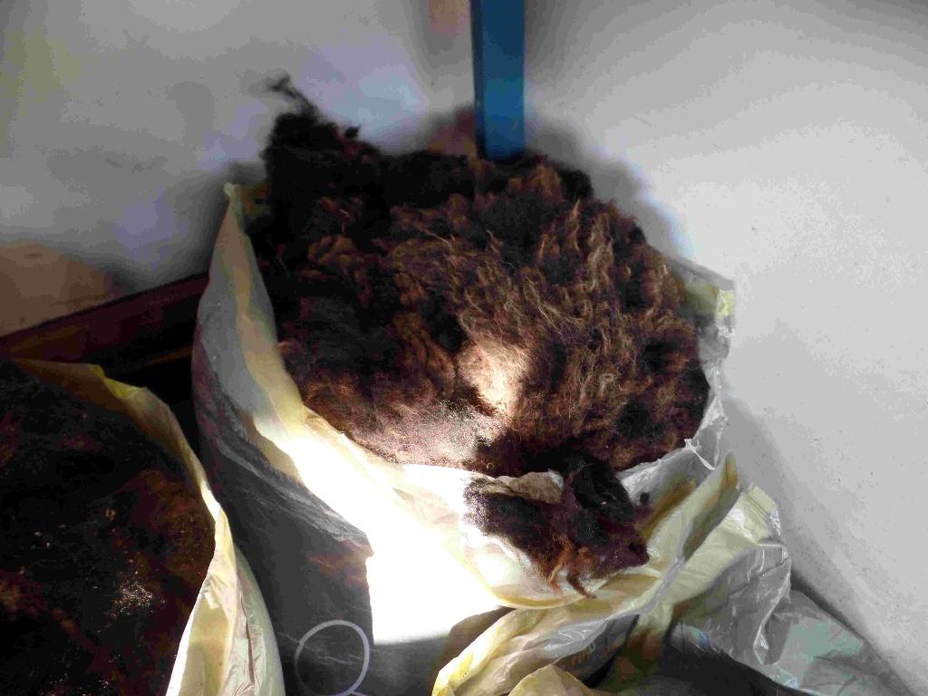 Zwartbles schapenwol, Dieren en Toebehoren, Meerdere dieren, Schaap, 0 tot 2 jaar