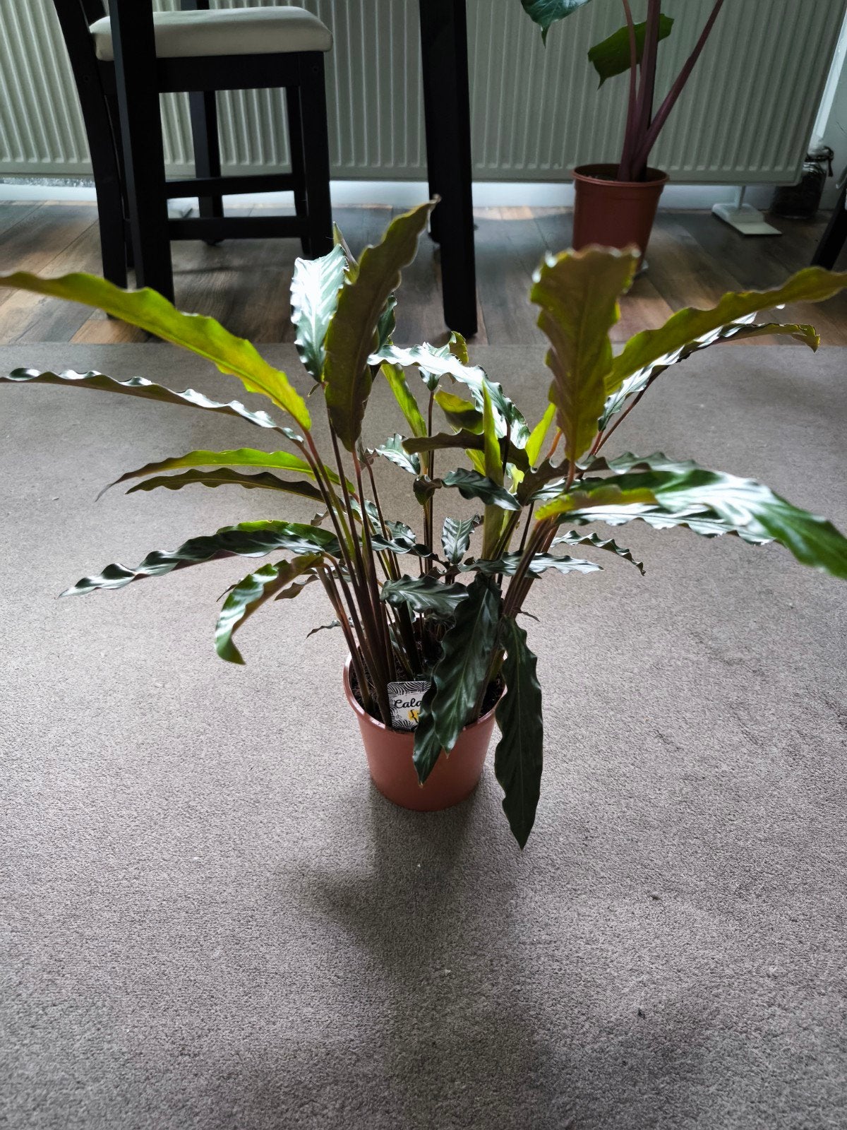 Prachtige Calathea kamerplant - Groene bladeren, Ophalen