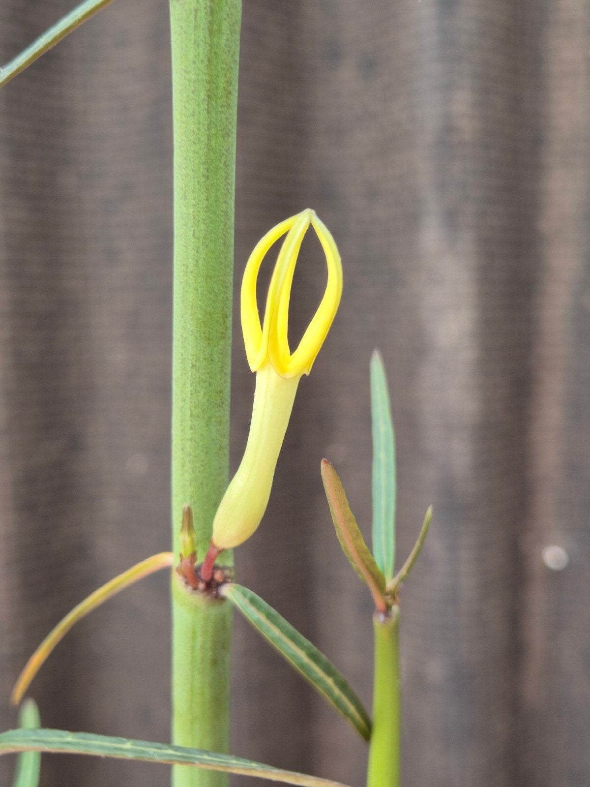 Ceropegia Bio Dichotoma p13 (5), Huis en Inrichting, Ophalen of Verzenden, Cactus, Volle zon, Minder dan 100 cm