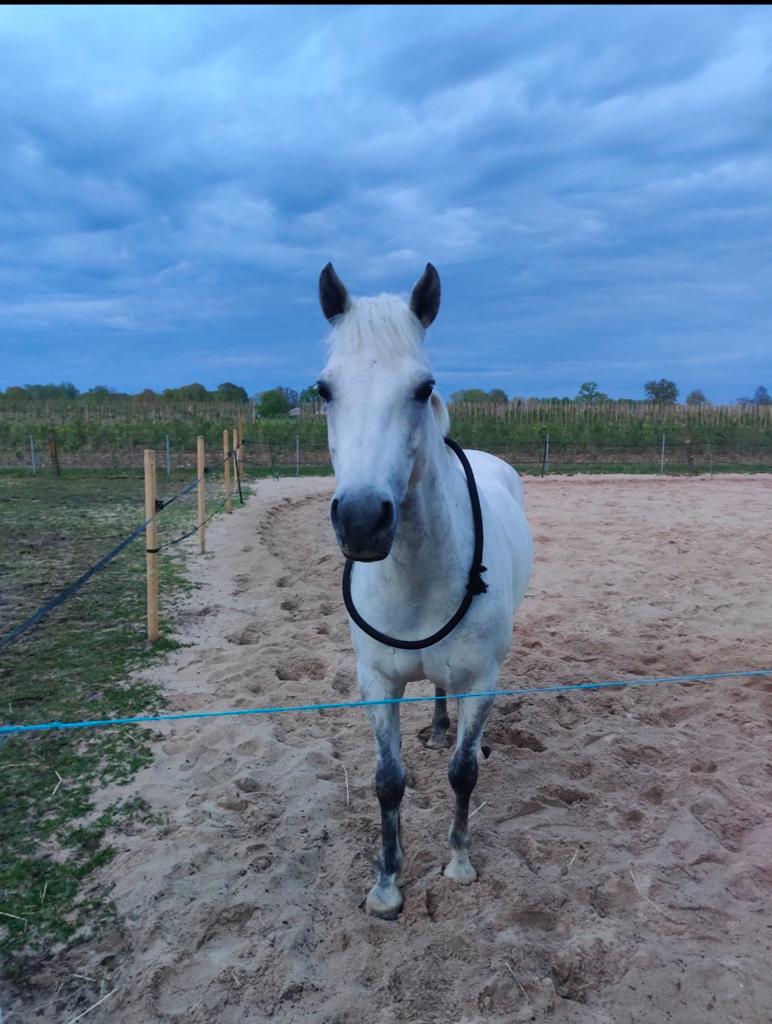Leaser/verzorger gezocht voor leuke pony, Dieren en Toebehoren, Paarden en Pony's | Overige Paardenspullen, Ophalen of Verzenden