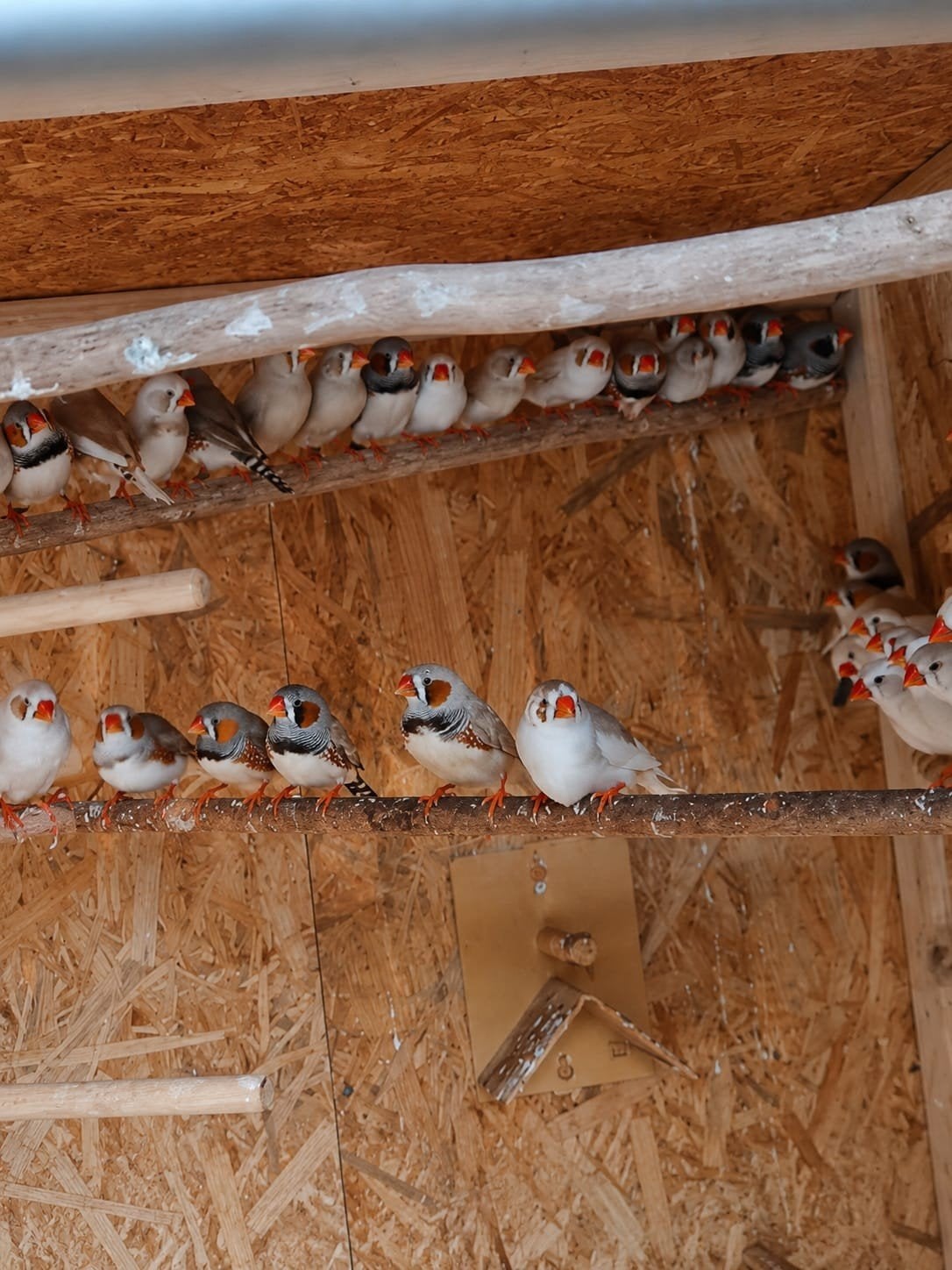Te koop diversen bonte en witte en gewone zenbavinken, Meerdere dieren