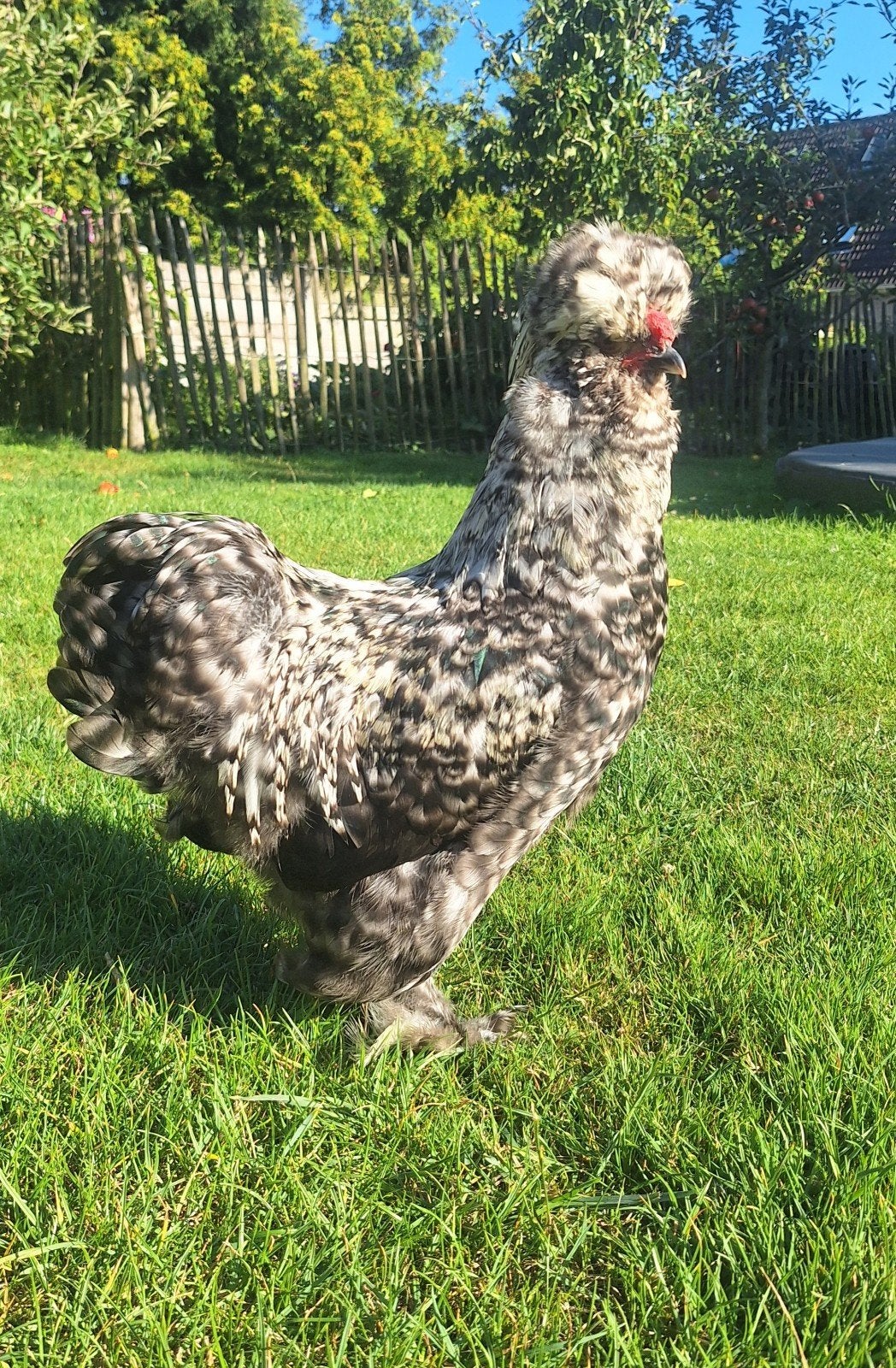 Onze mooie, lieve zijdehoen (gladveer) haan zoekt een huisje