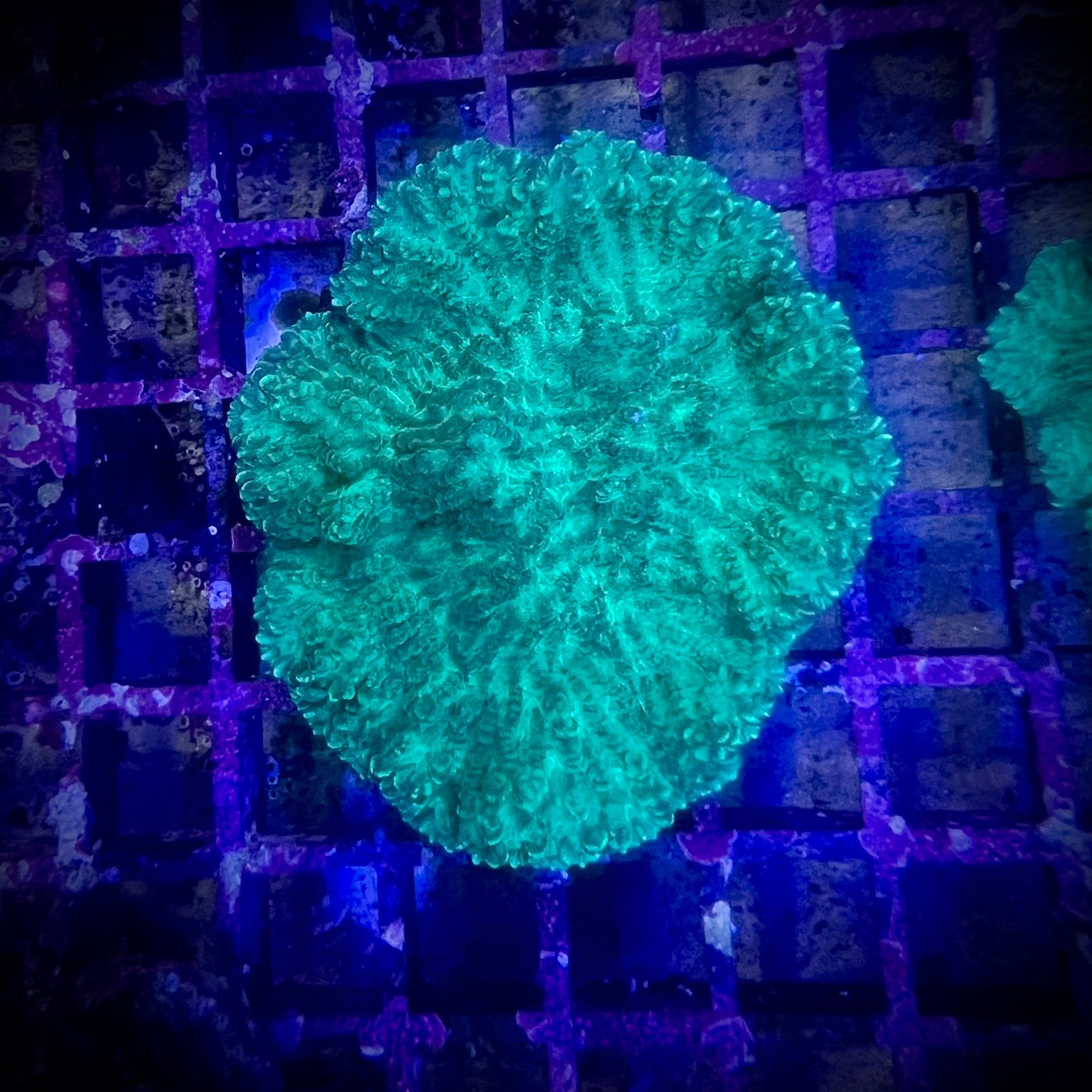 Merulina ampliata, Ophalen, Nieuw, Gevuld zeewateraquarium