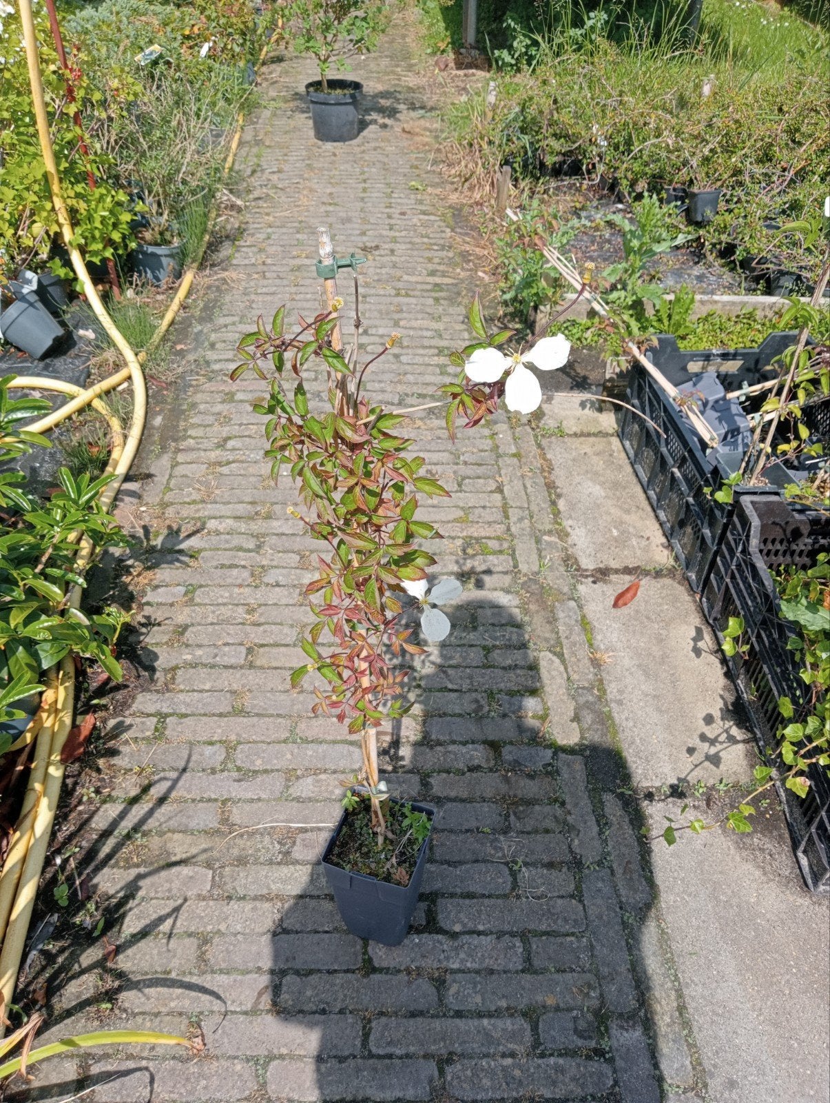 Clematis kamperfoelie Toscaanse Jasmijn 5euro, Ophalen of Verzenden, Nieuw, Hout, Overige typen