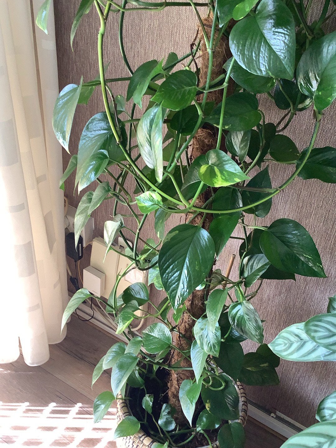Grote hoge kamer plant ,,doet het erg goed, Ophalen, Halfschaduw, Minder dan 100 cm