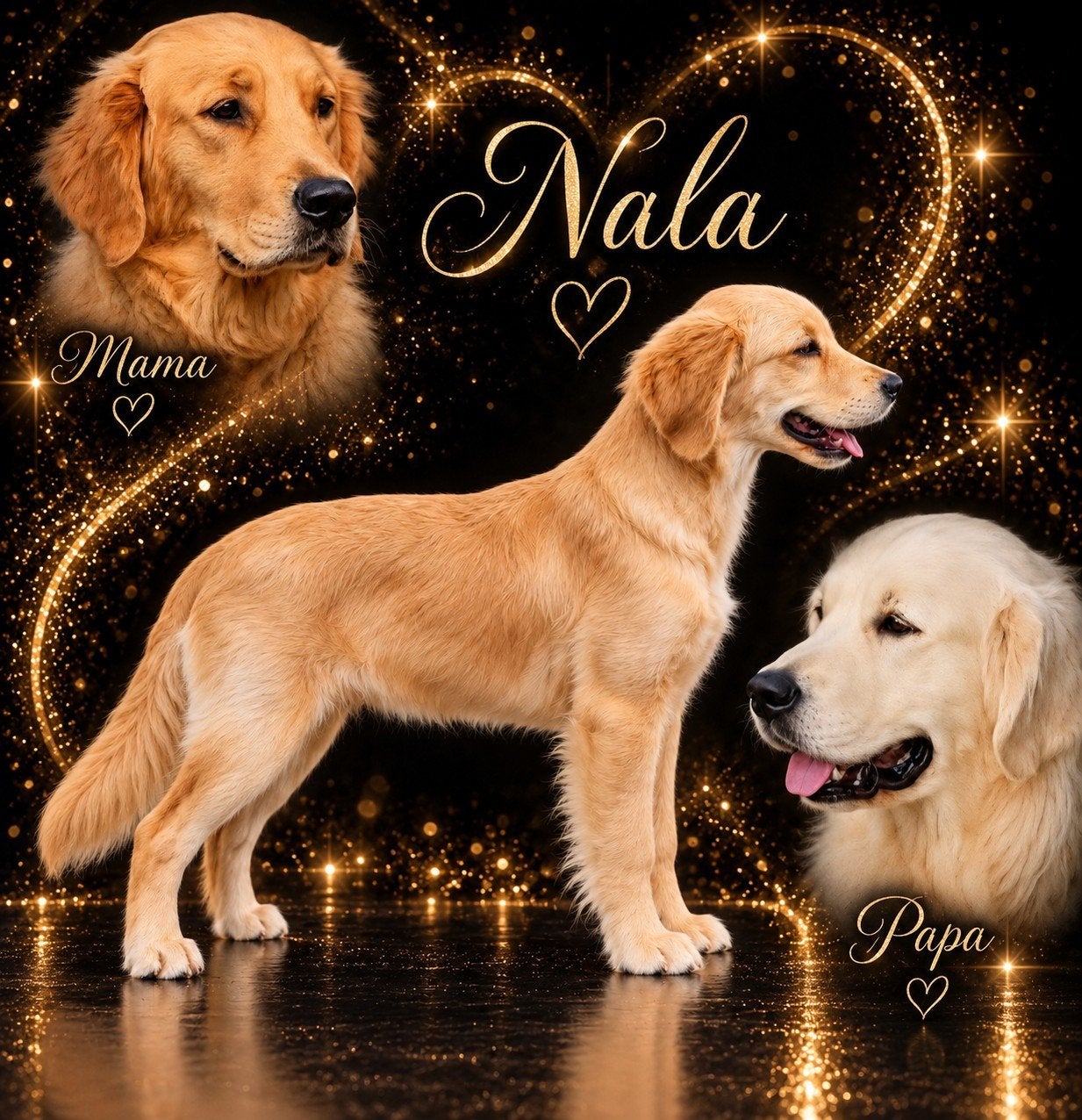golden retriever teef puppy, Dieren en Toebehoren, CDV (hondenziekte), Golden retriever, 15 weken tot 1 jaar, Teef