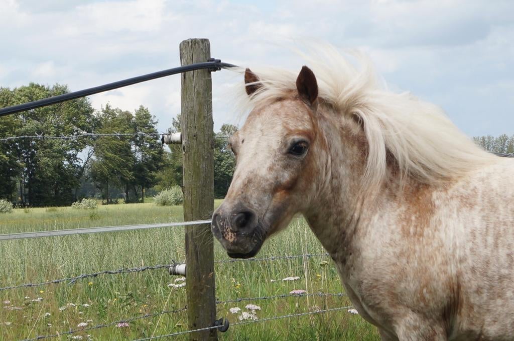 Gezocht stalling met weidegang voor mini shet, Dieren en Toebehoren, Stalling en Weidegang, Weidegang, 1 paard of pony