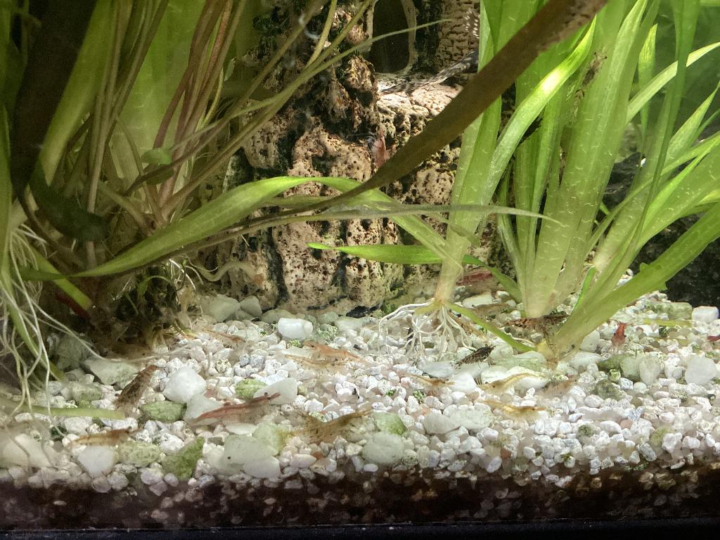 Aquarium dwerg garnalen, Kreeft, Krab of Garnaal, Zoetwatervis