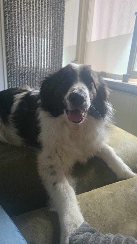 Pluto mooie lieve reu, Particulier, Reu, Buitenland, Parvo