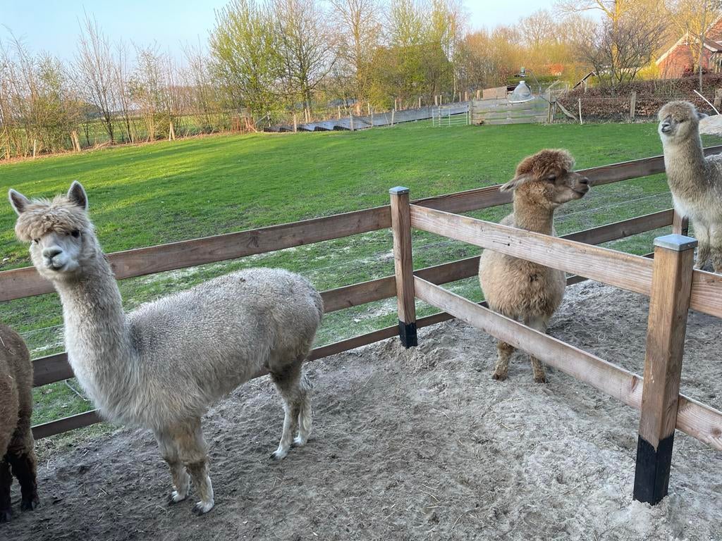 Dragende alpaca’s, Dieren en Toebehoren, November, Vrouwelijk