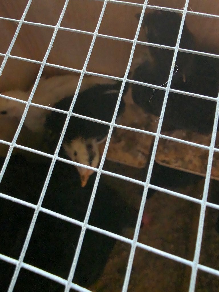 Kuikens per 6 te koop, Meerdere dieren, Kip