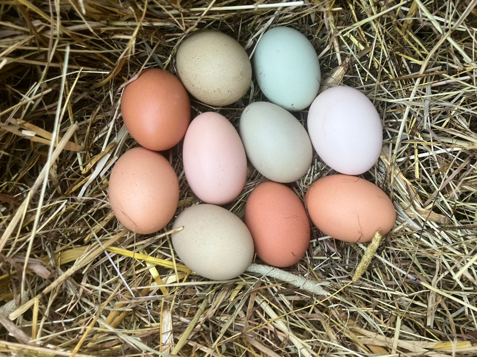Broedeieren van kleurleggers marans araucana australorp, Dieren en Toebehoren, Geslacht onbekend, Kip