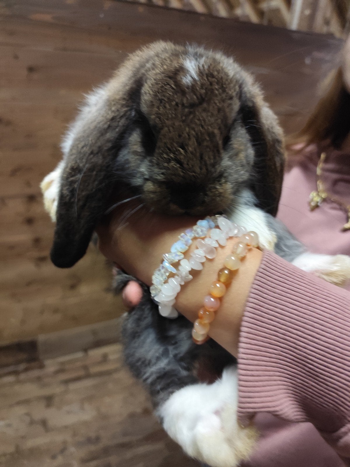 Franse Hangoor konijnen 7 weken, Dieren en Toebehoren, Konijnen, Meerdere dieren, Groot, Hangoor