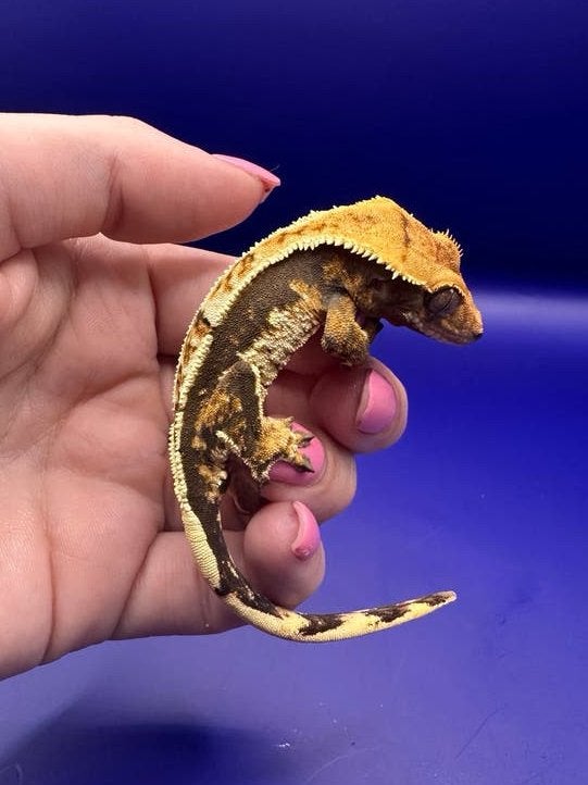 Wimpergekko tricolor pv, Dieren en Toebehoren, Reptielen en Amfibieën, Hagedis, Tam, 0 tot 2 jaar