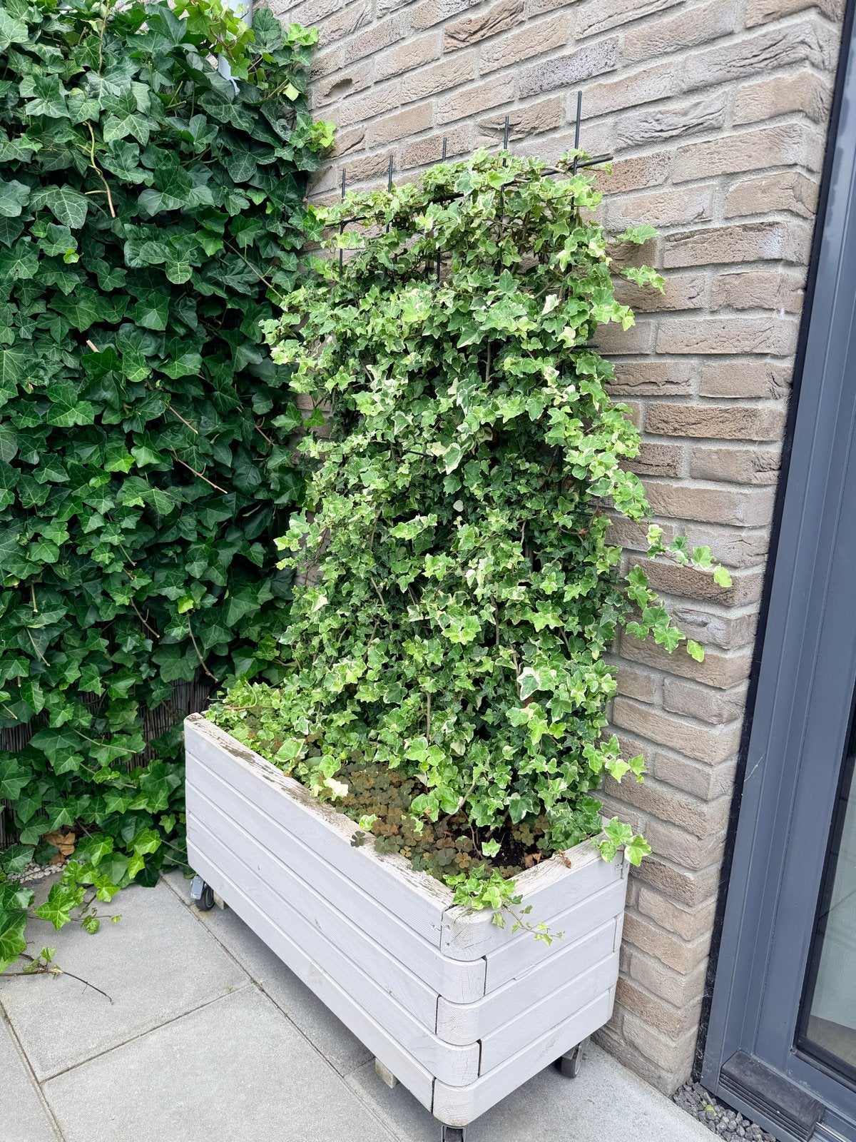 Klimop met verrijdbare bak - Ideaal voor terras of balkon, Ophalen, Gebruikt, Balkon, .