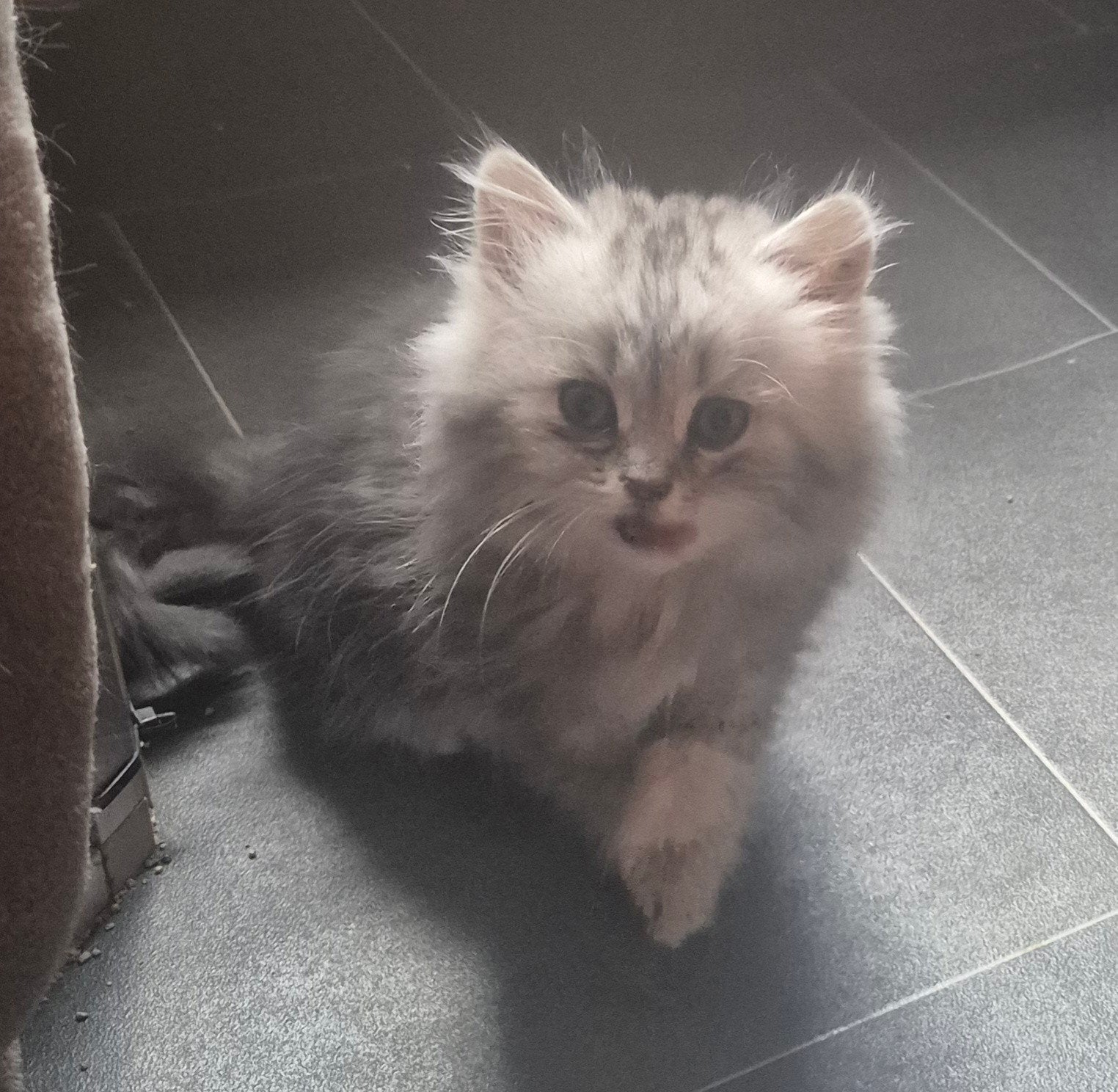 Prachtige  en hele lieve britse korthaar kittens  te koop, Dieren en Toebehoren, Katten en Kittens | Raskatten | Korthaar, Meerdere dieren