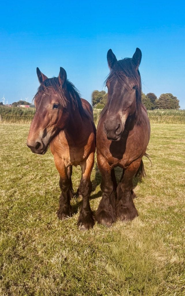 Trekpaarden: 1-jarige hengst en 4-jarige ruin, Dieren en Toebehoren, Met stamboom, 0 tot 2 jaar, Onbeleerd, Meerdere dieren
