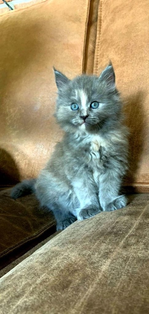 Zeer lieve Siberische kitten, Blauw drie bont poesje, Poes, 0 tot 2 jaar
