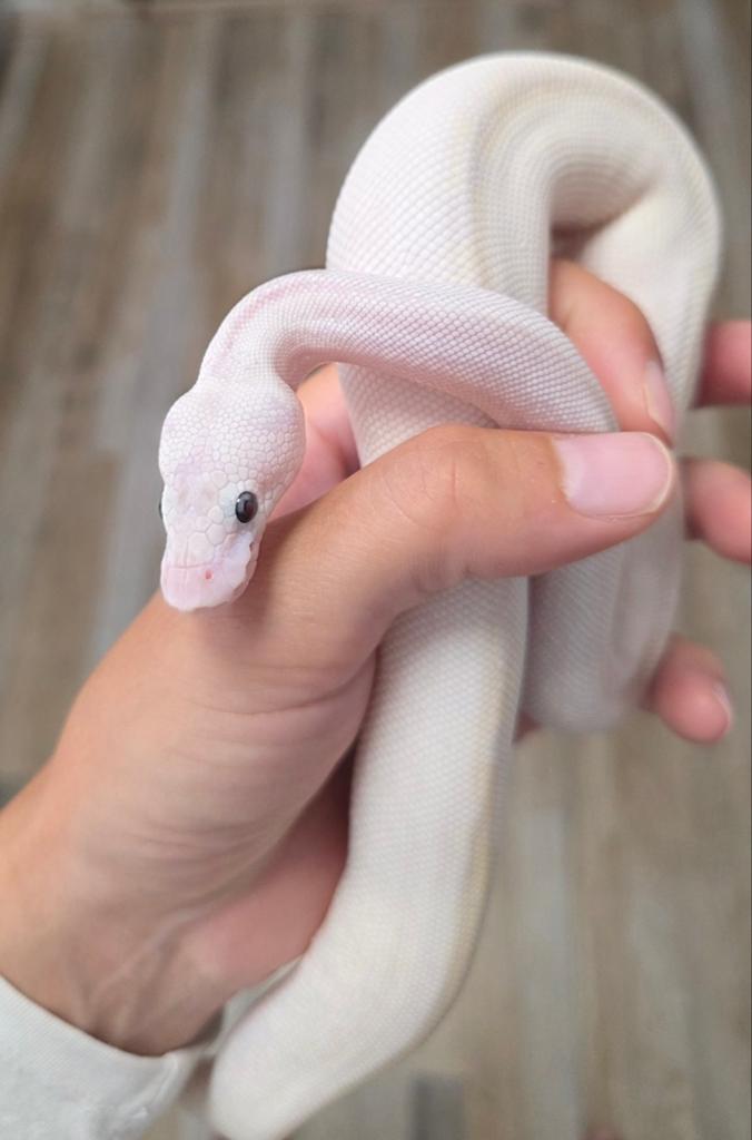 Bamboo Ivory of Bamboo Freeway️ Python regius Green Tree Python - female for sale from G.B