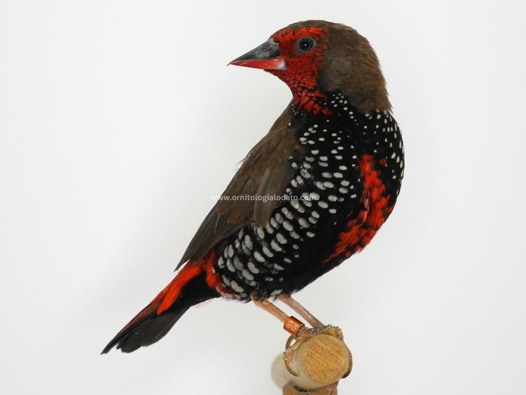 Gezocht Geschilderde Astrildes (Emblema Picta), Dieren en Toebehoren, Vrouwelijk, Kleurkanarie