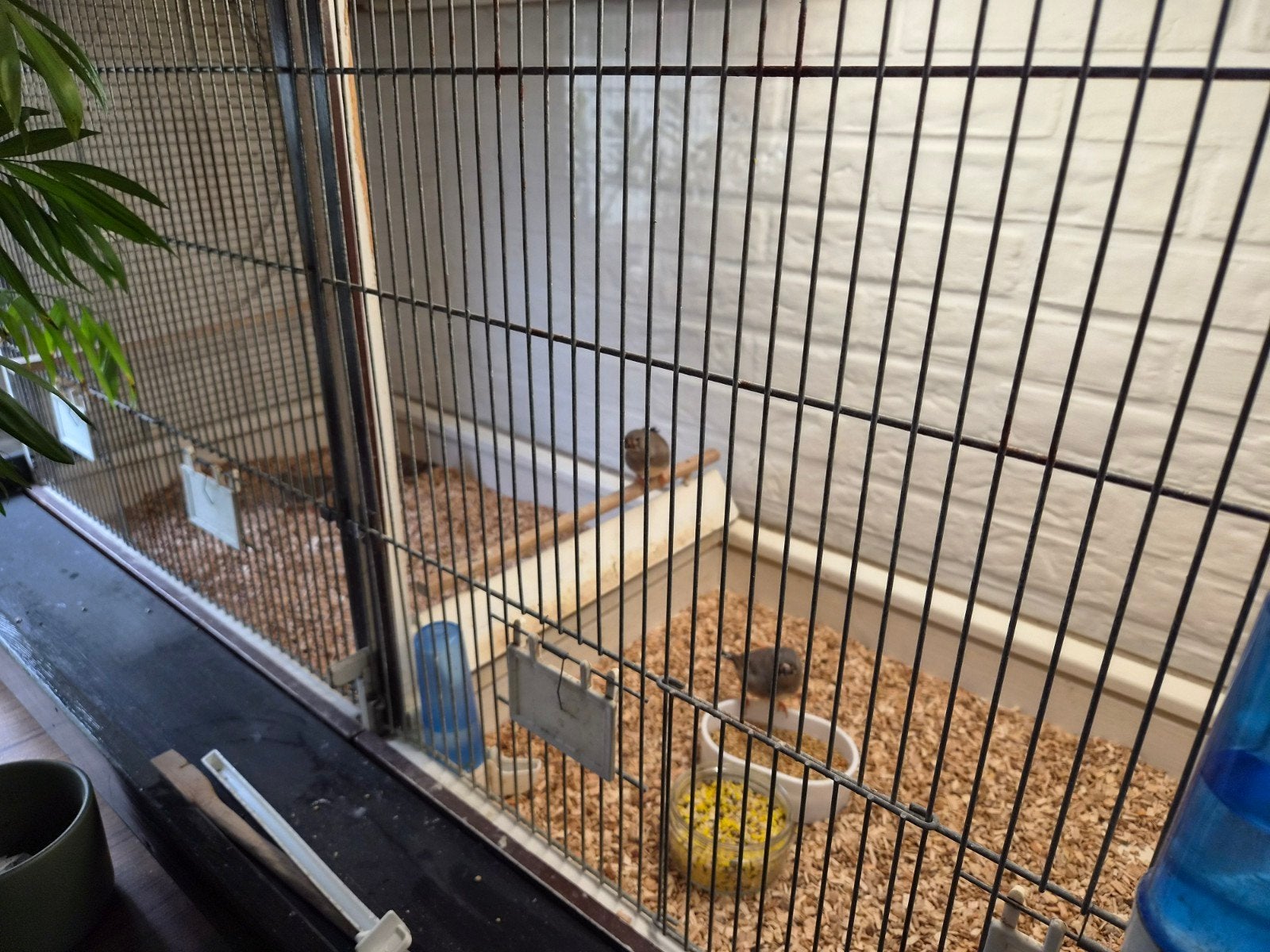3 mooie charcoal jonge, Dieren en Toebehoren, Meerdere dieren