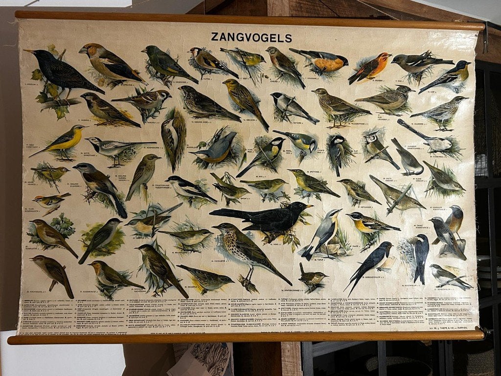 Zangvogels, Antiek en Kunst, Antiek | Schoolplaten, Ophalen of Verzenden, Natuur en Biologie