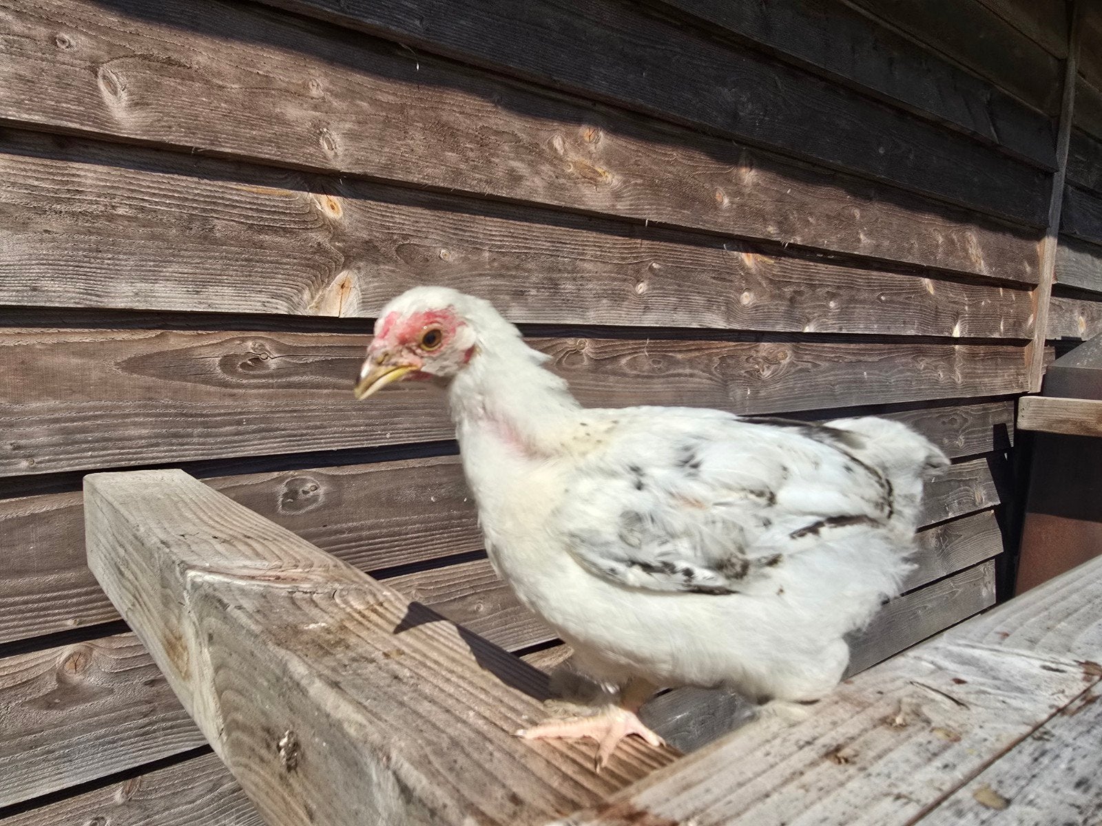 Hen, kip, kuiken., Vrouwelijk, Kip
