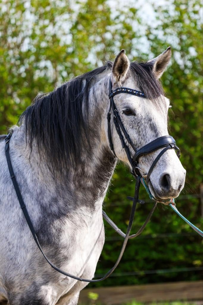 Andalusier/ PRE dressuur schimmel ruin, Dieren en Toebehoren, Ruin, Recreatiepaard
