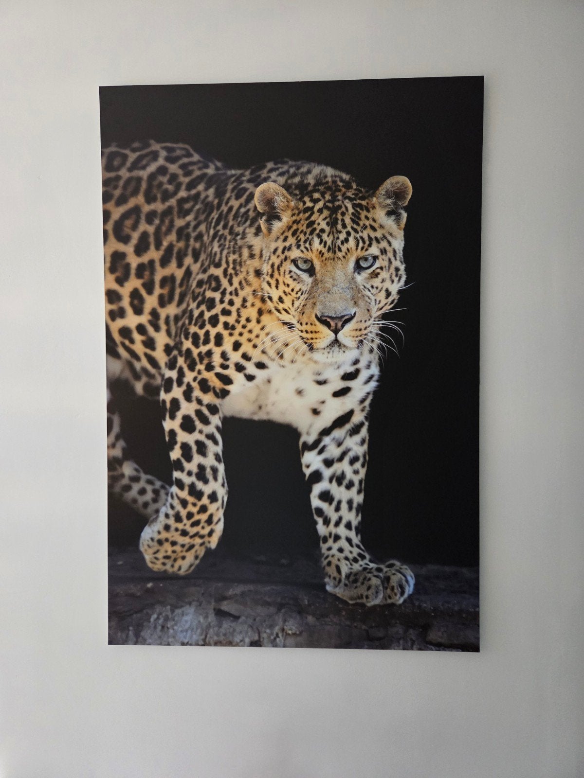 Groot Dibond Schilderij Luipaard 120x80 cm, Ophalen, 100 tot 125 cm, 75 – 100, Print