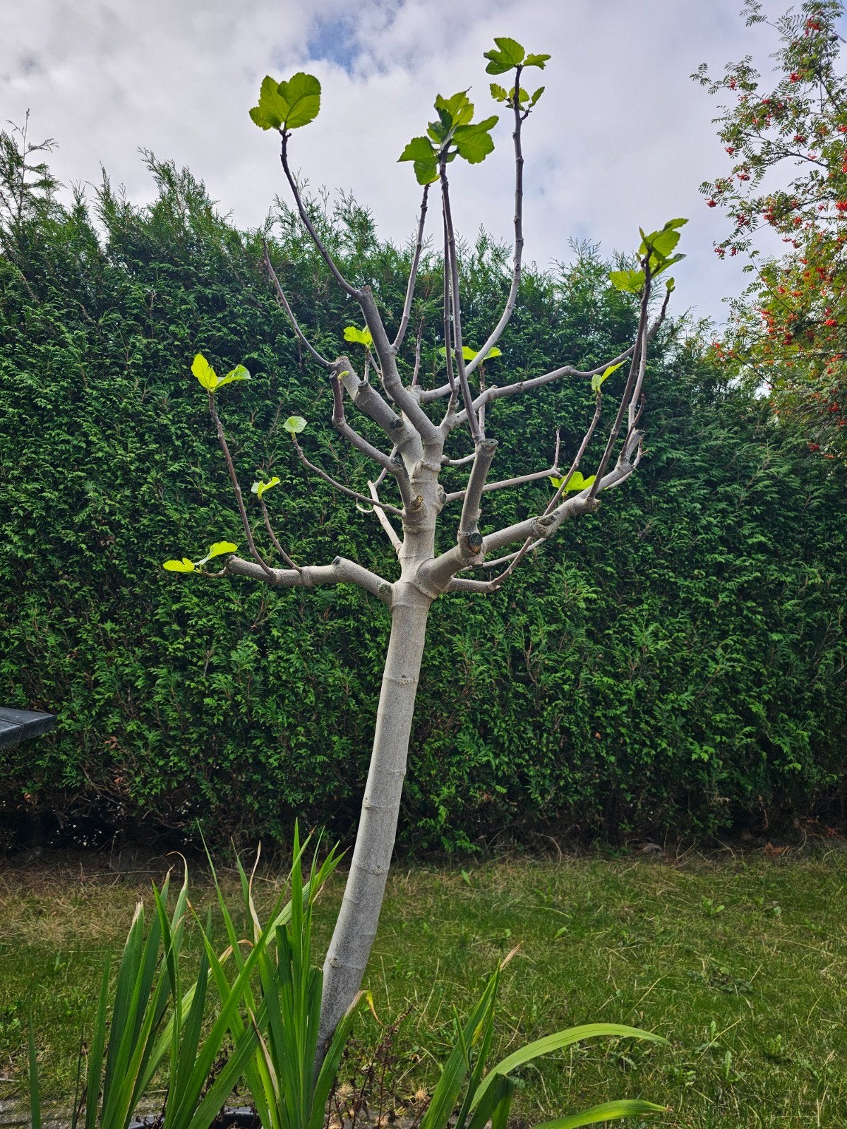Jonge vijgenboom - Ideaal voor tuin of terras, Tuin en Terras, Planten | Bomen, Overige soorten, Lente, 100 tot 250 cm, Ophalen